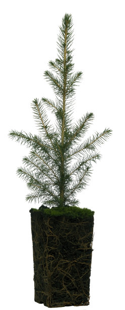 云杉树苗图片下载