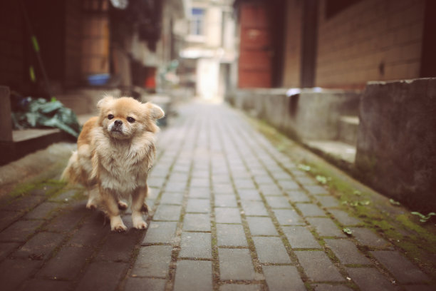 胡同里的流浪狗图片下载