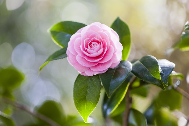 早晨阳光下的粉红色山茶花图片下载