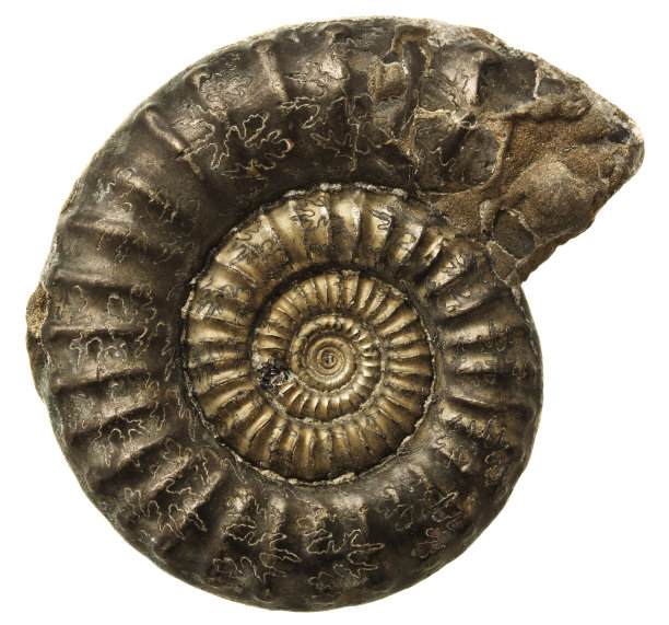 菊石化石孤立在白色上图片下载