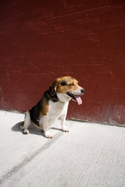 快乐的小猎犬图片下载