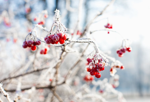 大寒节气照片素材ID：150904462