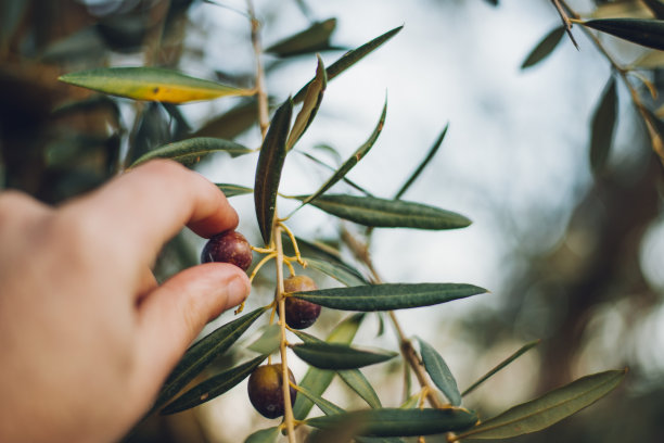 用手摘橄榄图片下载