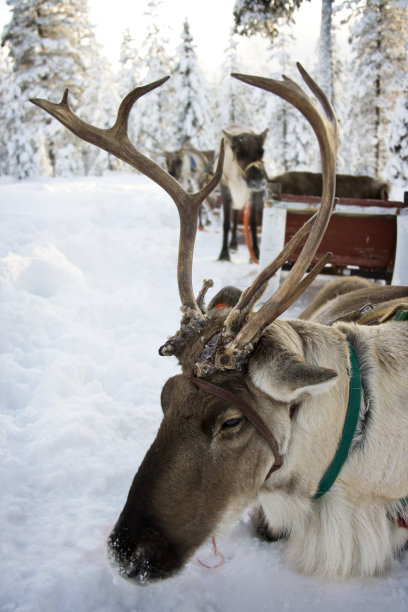 驯鹿Safari休息图片下载