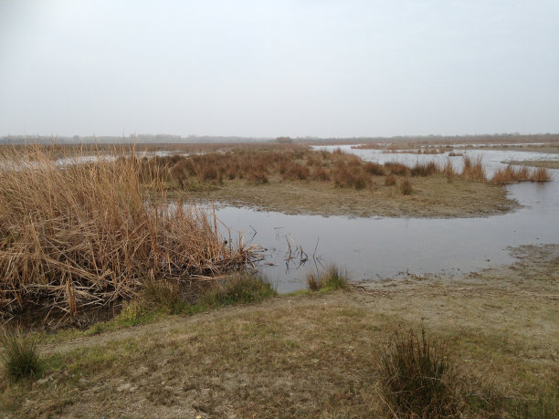 湿地图片下载