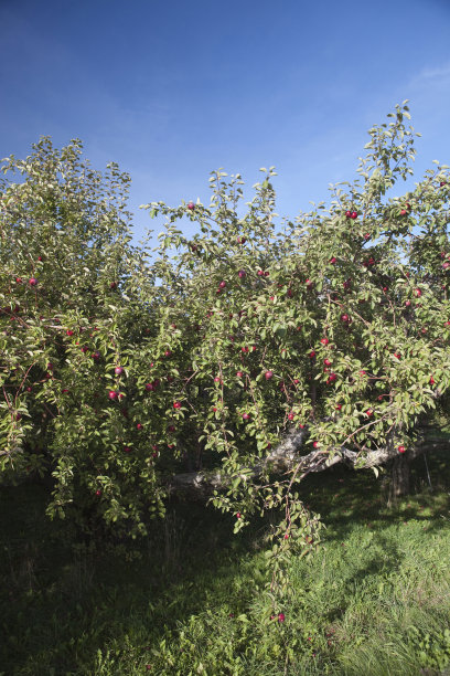 一个阳光明媚的日子里的苹果园图片下载