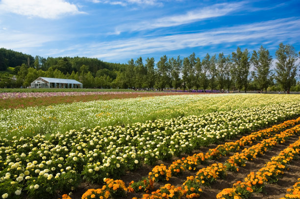 花领域图片下载