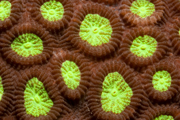 印度尼西亚布纳肯岛，硬珊瑚看起来像开心果巧克力甜点图片下载