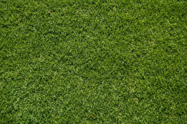 郁郁葱葱的绿草图片下载