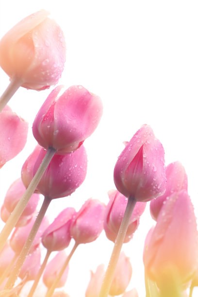 郁金香图片下载