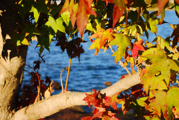 红色和绿色的秋天树叶对蓝色的水图片下载