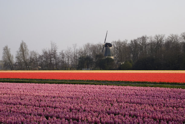 春天日落时的荷兰风景图片下载