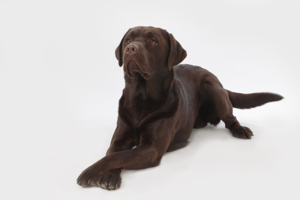 棕色拉布拉多犬看着它的主人图片下载