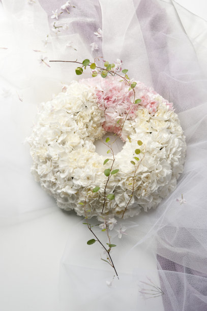 白色的康乃馨图片下载