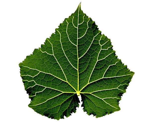 深绿色的叶子有明亮的叶脉图片下载