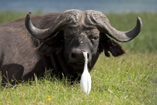 水牛和牛白鹭素材图片