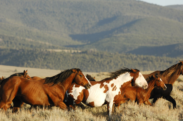 一群跑过山谷的马图片下载