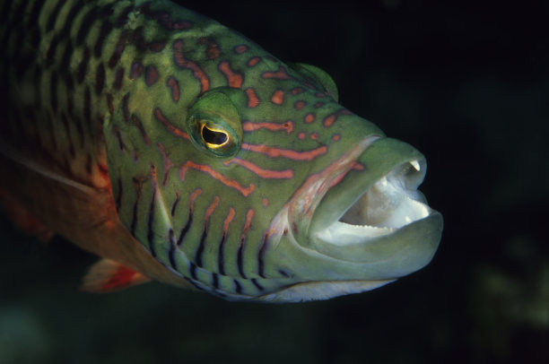 班切克 · 沃斯， 切利努斯 · 迪格拉姆穆斯图片下载