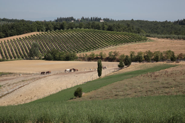 托斯卡纳葡萄园图片下载