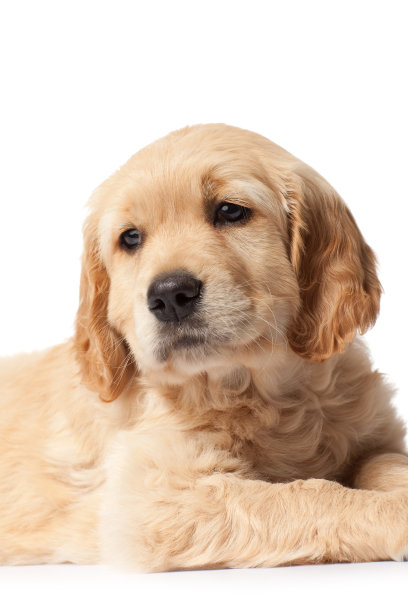 金毛犬幼犬素材图片
