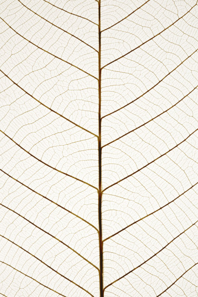 特写完美的叶脉对白色的背景图片下载