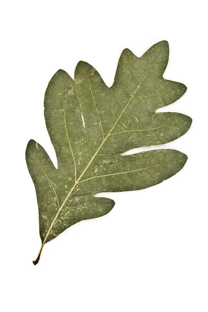 白栎-白栎图片下载