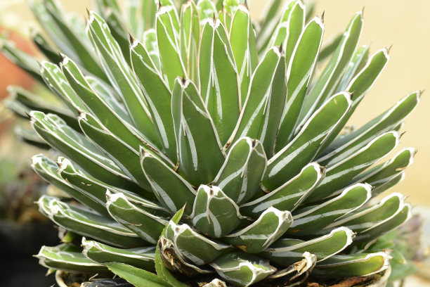 芦荟。图片下载