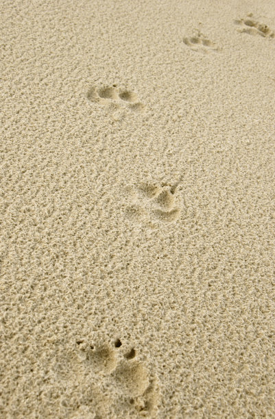 狗追踪图片下载