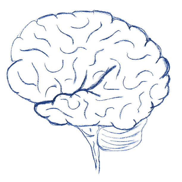 人类的大脑图片下载