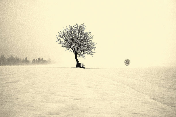 孤独的树图片下载