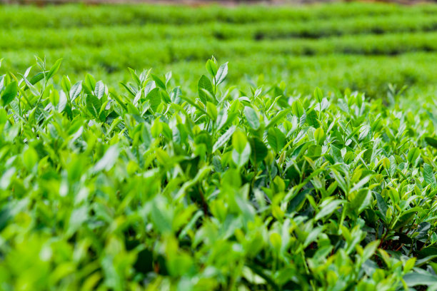 成熟的茶叶图片下载
