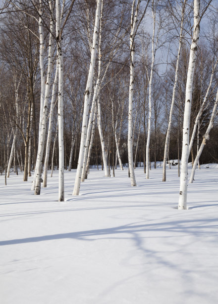 冬天的桦树图片下载