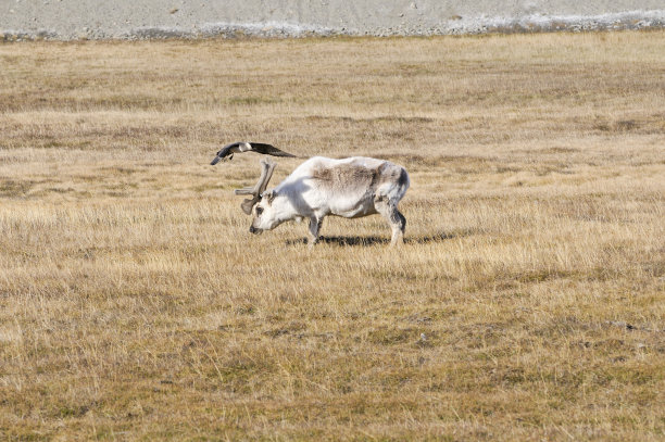 天空中的牛仔图片下载