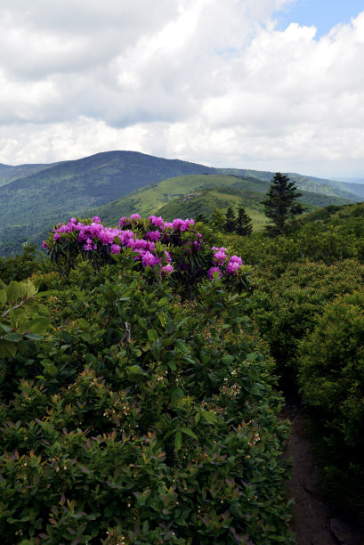杜鹃花盛开图片下载
