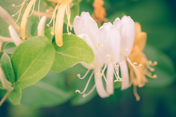 金银花图片素材ID：151051138