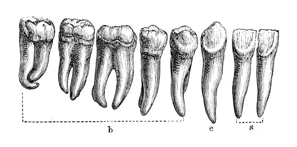 人的牙齿图片下载
