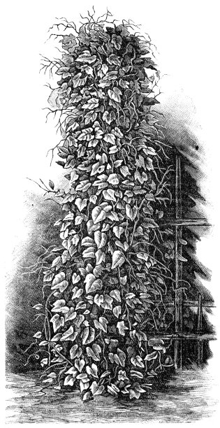 Cucamelon或Mouse melon图片下载