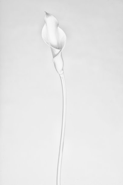 马蹄莲图片下载