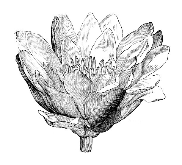 睡莲的古董插图图片下载