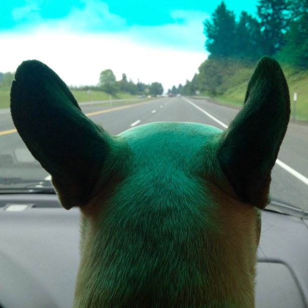 狗在车图片下载