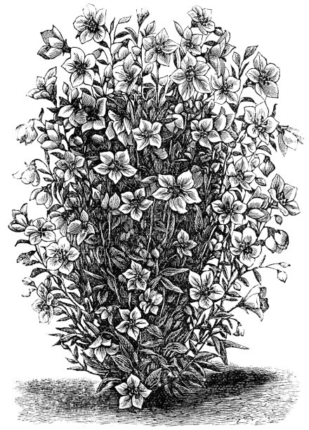 风铃草图片下载