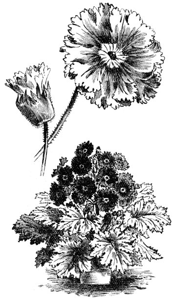 月见草图片下载