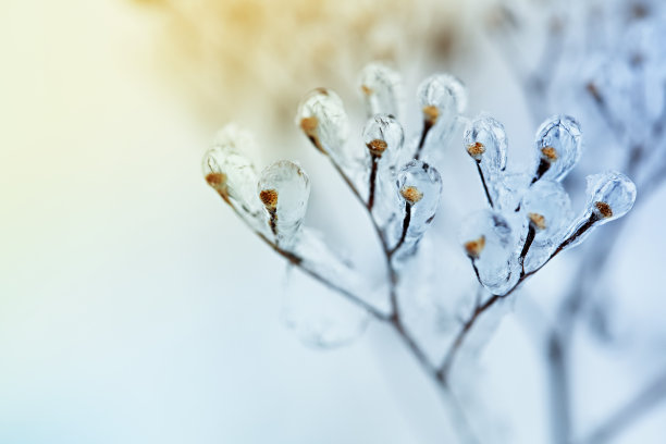 冰冻的植物素材图片