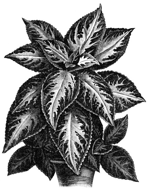 锦紫苏图片下载