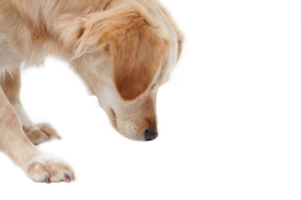 或在检查什么东西，孤立在白色图片下载