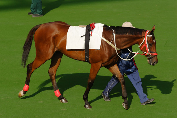 有人牵着栗色的马在草地上图片下载