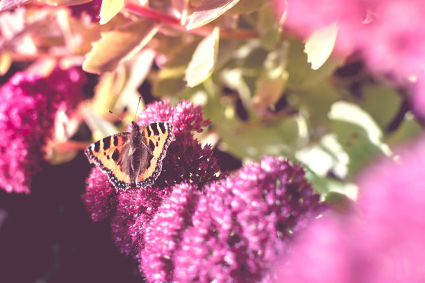 花上的蝴蝶，复古的样子图片下载