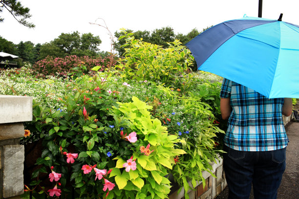 伞系列图片下载