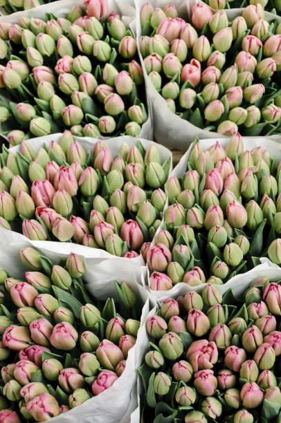 花市上的几束郁金香花图片下载