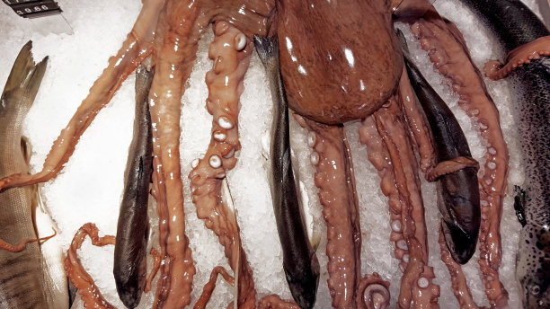 鱼市场里的章鱼和虹鳟鱼图片下载